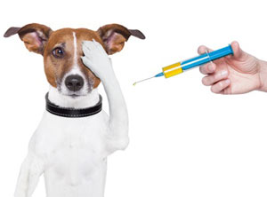 Прививки собакам по возрасту: график и таблица 