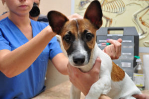 Вакцина от cмepтельных болезней у собак: показания, побочные эффекты 
