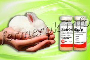 Вакцина Раббивак V спасет кроликов от ВГБК 