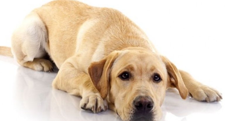 Вазотоп и Сульфокамфокаин — помощь собаке с сердечной недостаточностью 