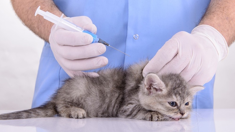 В каком возрасте шотландским котятам нужно делать первую прививку? 