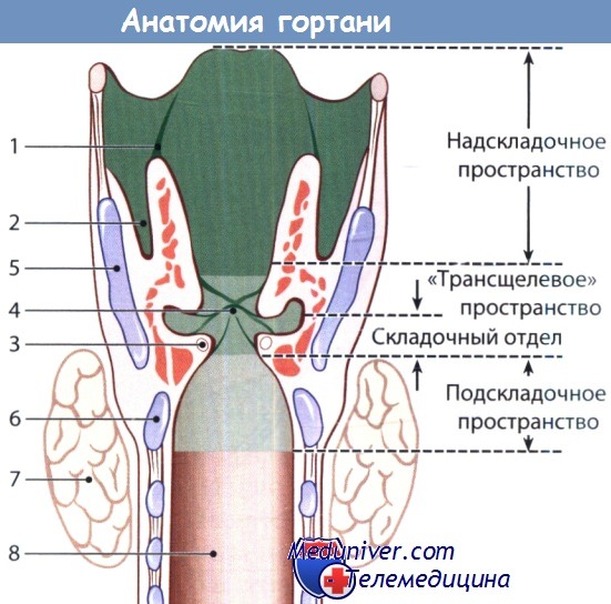 Анатомическое строение гортани 