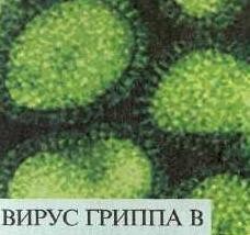 Что такое грипп группы В (Б)? 