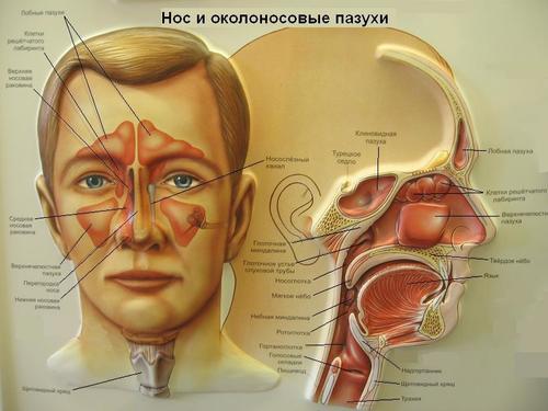 Гайморова пазуха: возможные заболевания и лечение 