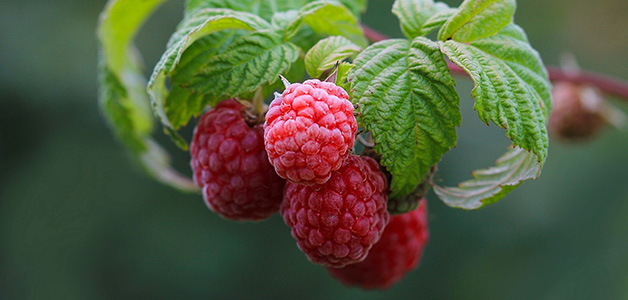 Как использовать полезные ягоды, листья и ветки малины от кашля и простуды — домашние лечения лечения 