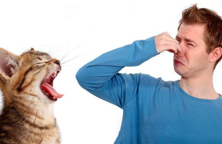 Должен ли у кошки быть запах изо рта? 