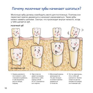 Есть ли нервы у молочных зубов 