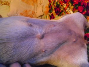 Как избавиться от пупочной грыжи у собак: лечение образования на животе у животного консервативными и оперативными методами 