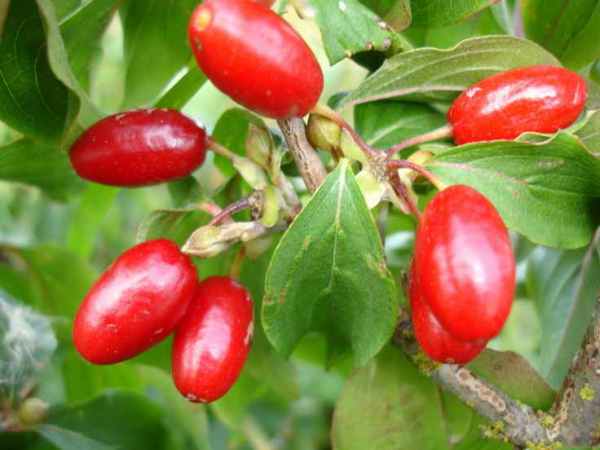 Кизил — полезность и вред этой ягоды 