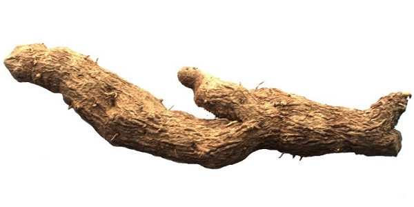 Лечебные свойства адамова корня или тамуса обыкновенного 