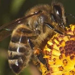 Нозематоз — сезонная болезнь пчел 