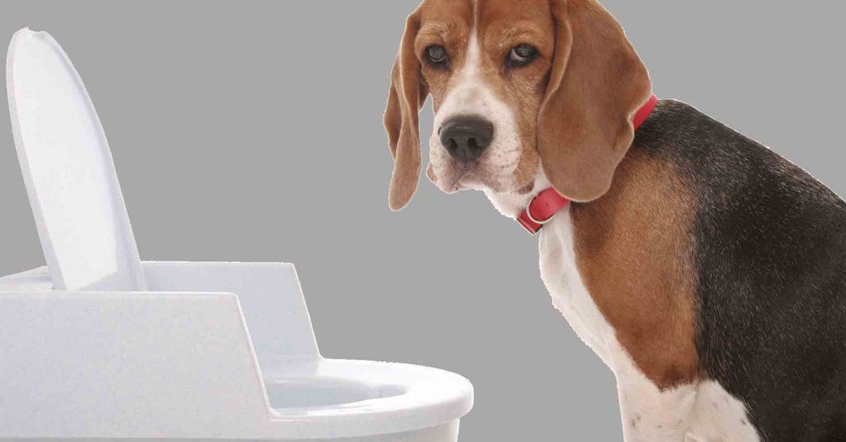 Понос у собаки, что делать, если у собаки жидкий стул: способы лечения. Как помочь питомцу и можно ли давать человеческие медикаменты 