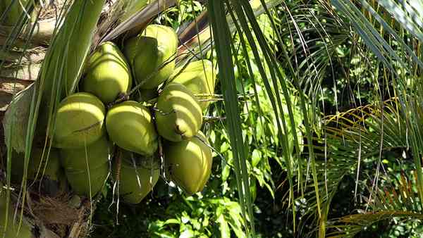 Свойства и польза кокоса для организма, его возможный вред 
