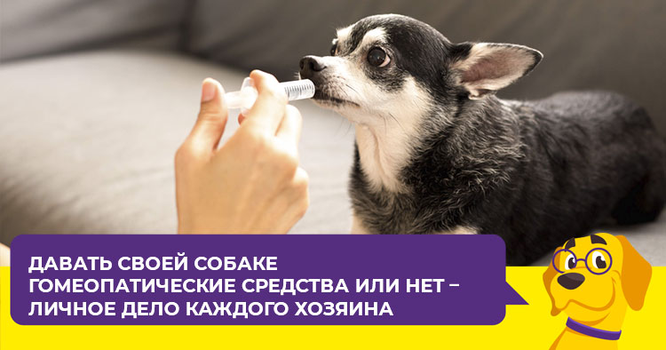 Веpaкол для собак: результативное лечение без побочных эффектов 