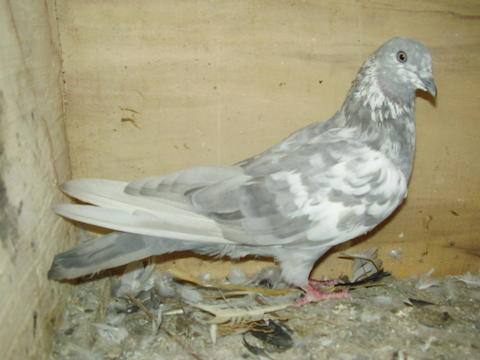 Болезни голубей: виды заболеваний и как их лечить 