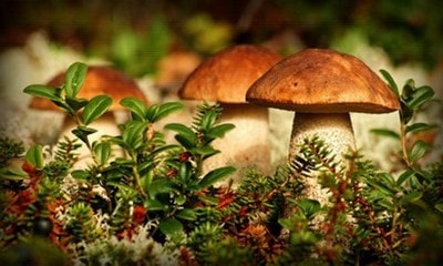 Сколько времени в желудке перевариваются грибы? 