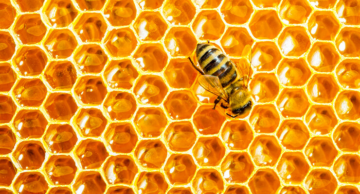 Чем полезен мед, хранящийся в сотах? 