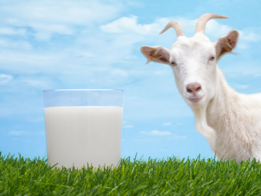 Можно ли козье молоко при грудном вскармливании? 