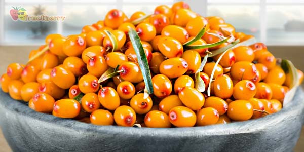 Облепиха — полезные свойства ягод и листьев, применение в народной медицине, противопоказания 