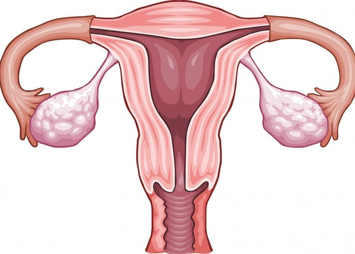 Яичники у женщин: расположение, где находятся, размер, функции 