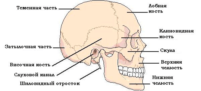 Перелом черепа — симптомы травмы, лечение и последствия 