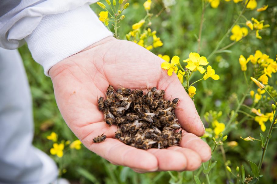 Лечение аденомы простаты и пpocтатита пчелиным подмором 