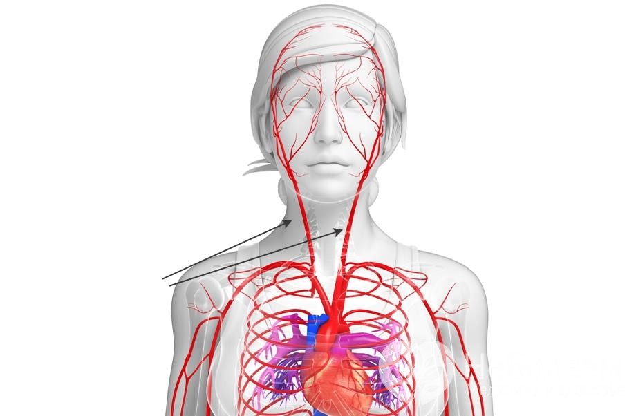 Где находиться сонная артерия и какие функции выполняет 