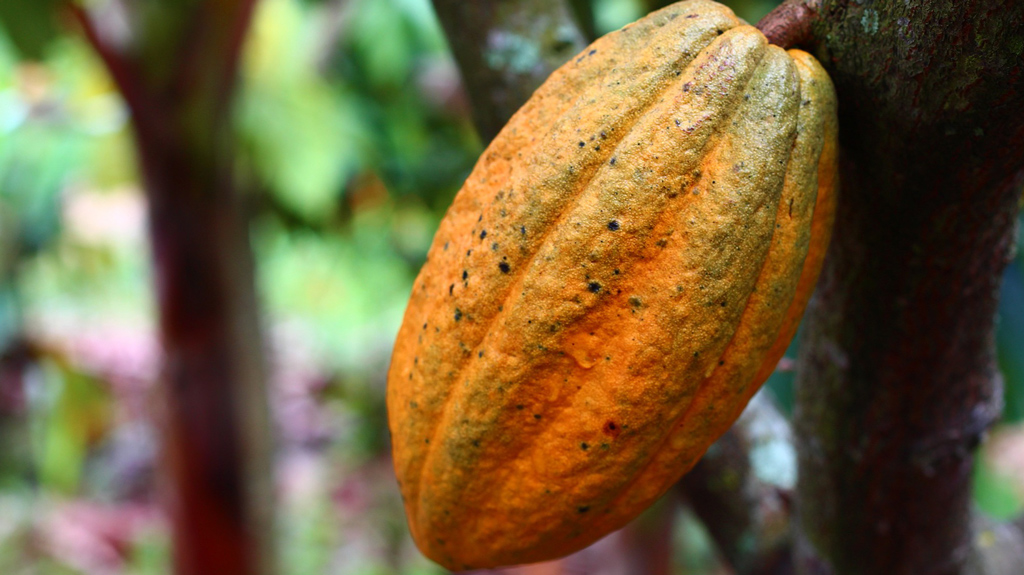 Какао: вред и польза для здоровья, особенности влияния на организм 