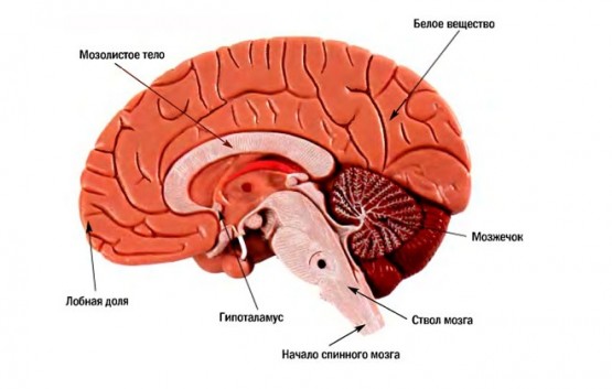 Мозжечковый инсульт головного мозга: прогноз продолжительности жизни и восстановление 