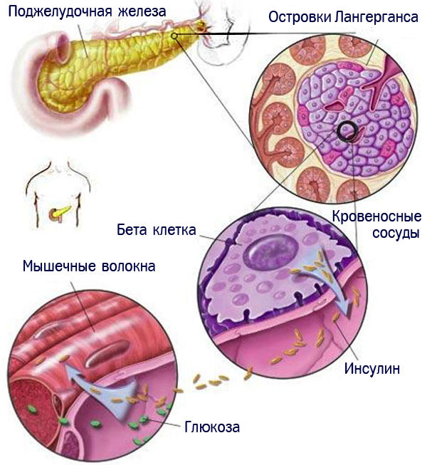 Функции поджелудочной железы в организме человека и строение органа 