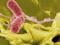 Анализ кала на дисбактериоз: расшифровка результатов 