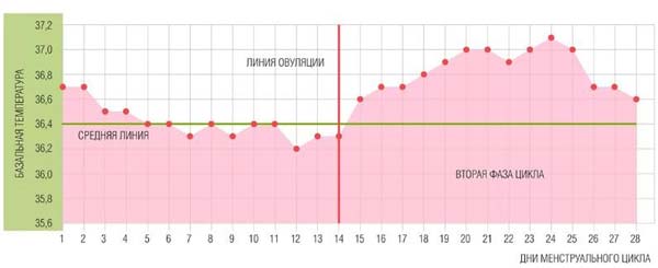 Беременный график базальной температуры при беременности примеры 