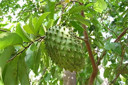 Анона (гуанабана) - уникальный фрукт против paка 