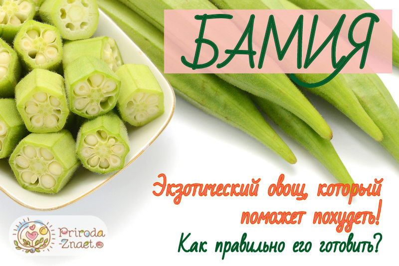 Дамский пальчик-бамия: необычный овощ для здоровья и кулинарии 