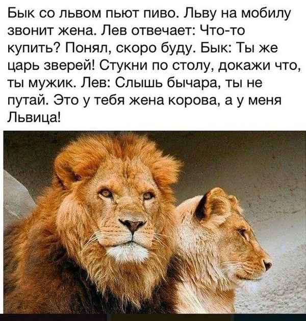  Как мужчины львы относятся к своим бывшим женам
