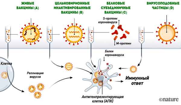 Иммунитет без антител и повторное заражение: Елена Малышева обнародовала новые факты о коронавирусе
