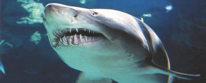 Считаем количество зубов акулы 