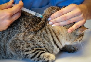 Препарат Пуревакс для вакцинации кошек 