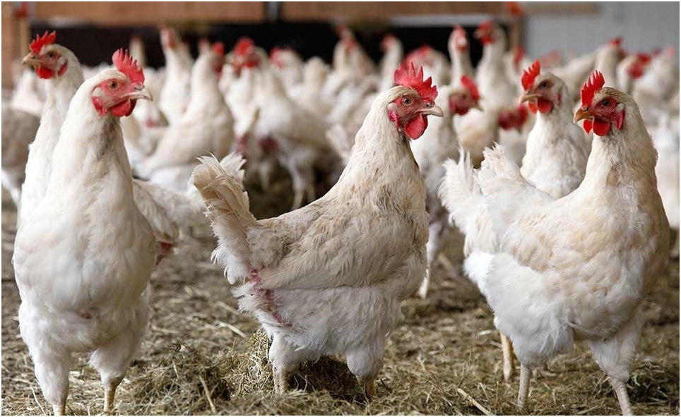 Как проявляется птичий грипп у кур, и опасен ли он для человека 