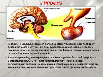 Гипофиз что это такое и за что он отвечает, функции, болезни