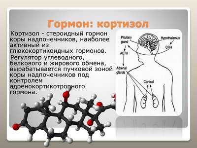 Гормон кортизон: что это, за что отвечает в организме человека