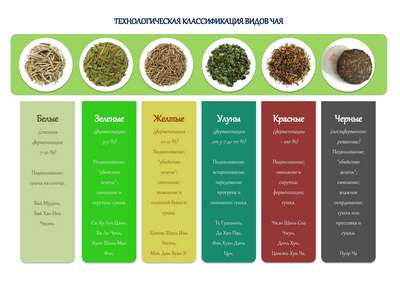 Самый лучший зеленый чай. Виды зеленого чая, основные производители Самый лучший зеленый чай. Виды зеленого чая, основные производители