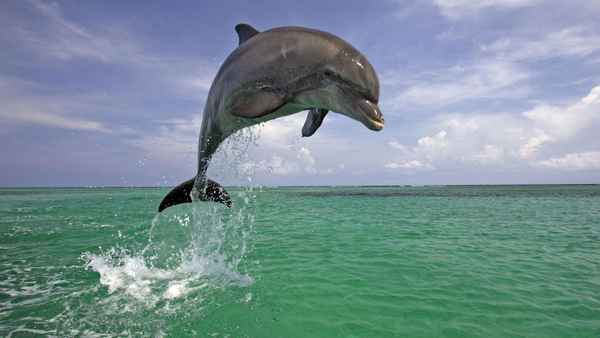 Дельфин — биография знаменитости, личная жизнь, дети