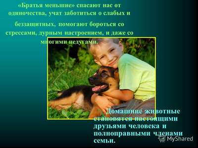 Как «друзья наши меньшие» помогают справиться с мигренью